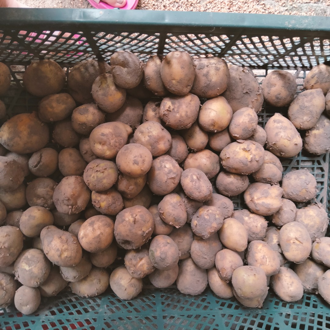I have 5 tons of potatoes for sale