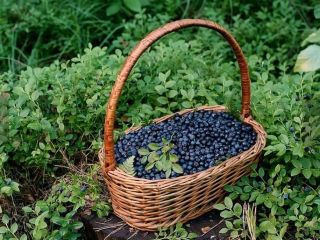 I will sell pure mountain berries, fresh harvest every