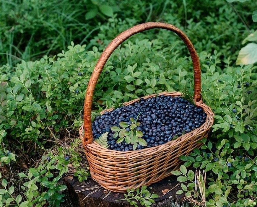 I will sell pure mountain berries, fresh harvest every day, also larger quantities 50-100 kg/day