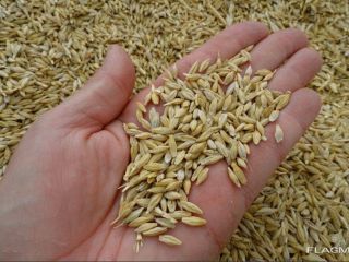 We offer for sale feed barley, harvest 2025. Shipping