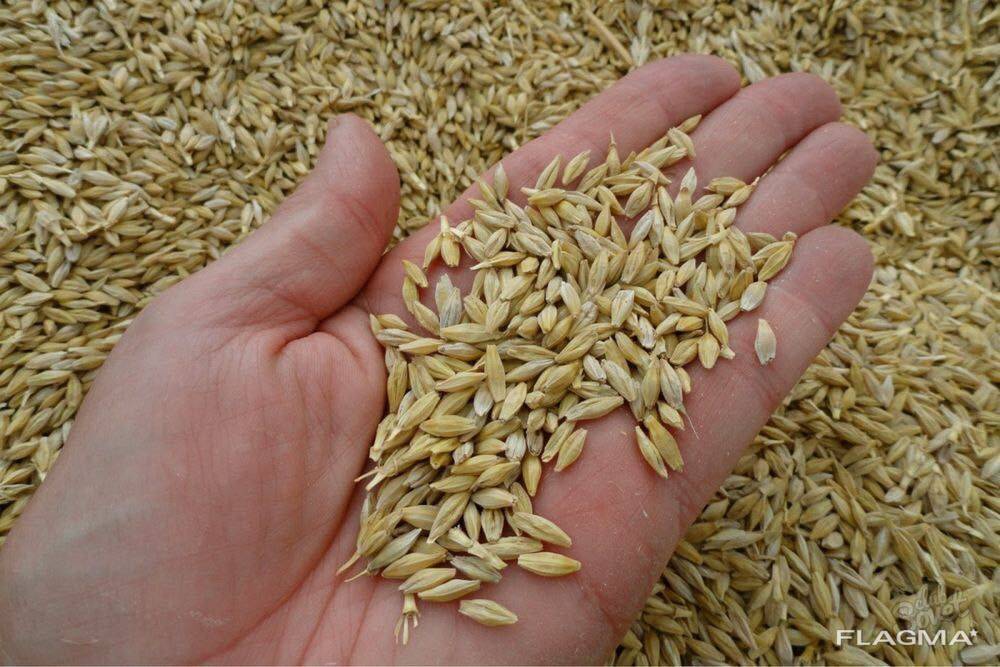We offer for sale feed barley, harvest 2025