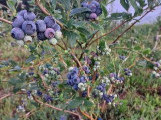 I am looking for 300-400kg of cultivated blueberries. I