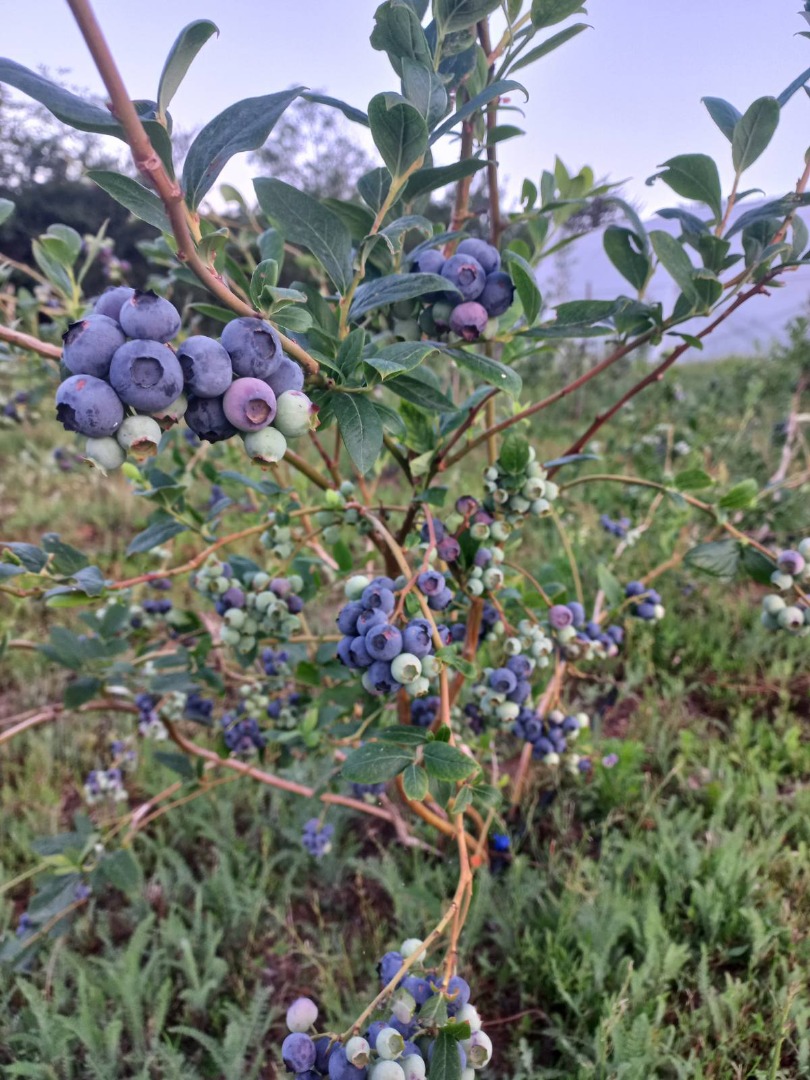 I am looking for 300-400kg of cultivated blueberries