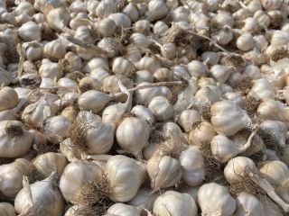Large garlic 1.7 lej Small garlic 1.3 lej For