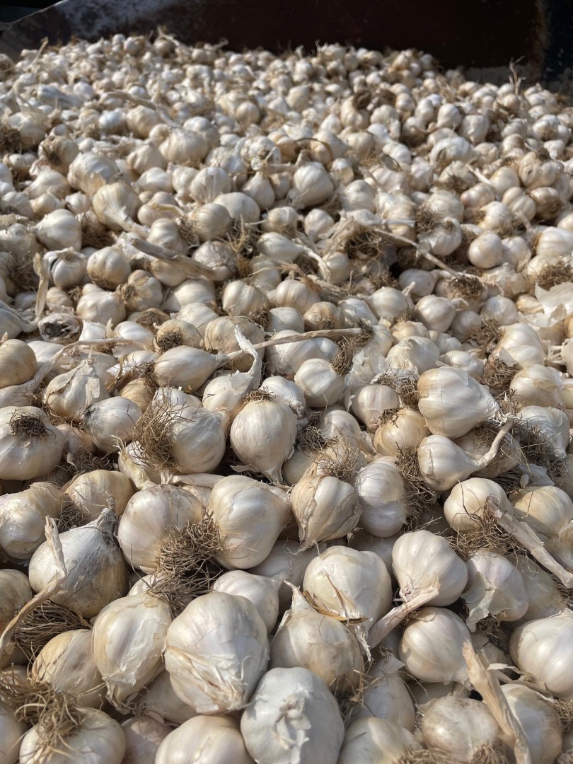 Large garlic 1.7 lej Small garlic 1.3 lej For larger quantities the price is negotiable, we provide transport
