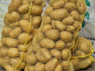 ❗️❗️❗️Hello, I am selling Soraya potatoes from a producer.