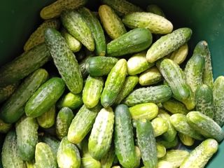 I am selling cucumbers from my own cultivation.