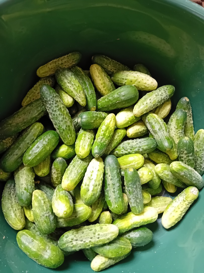 I am selling cucumbers from my own cultivation