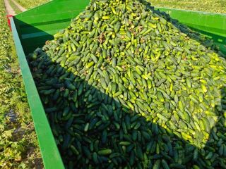 I'm selling 9-12cm field cucumbers, 3-4 tons per day,