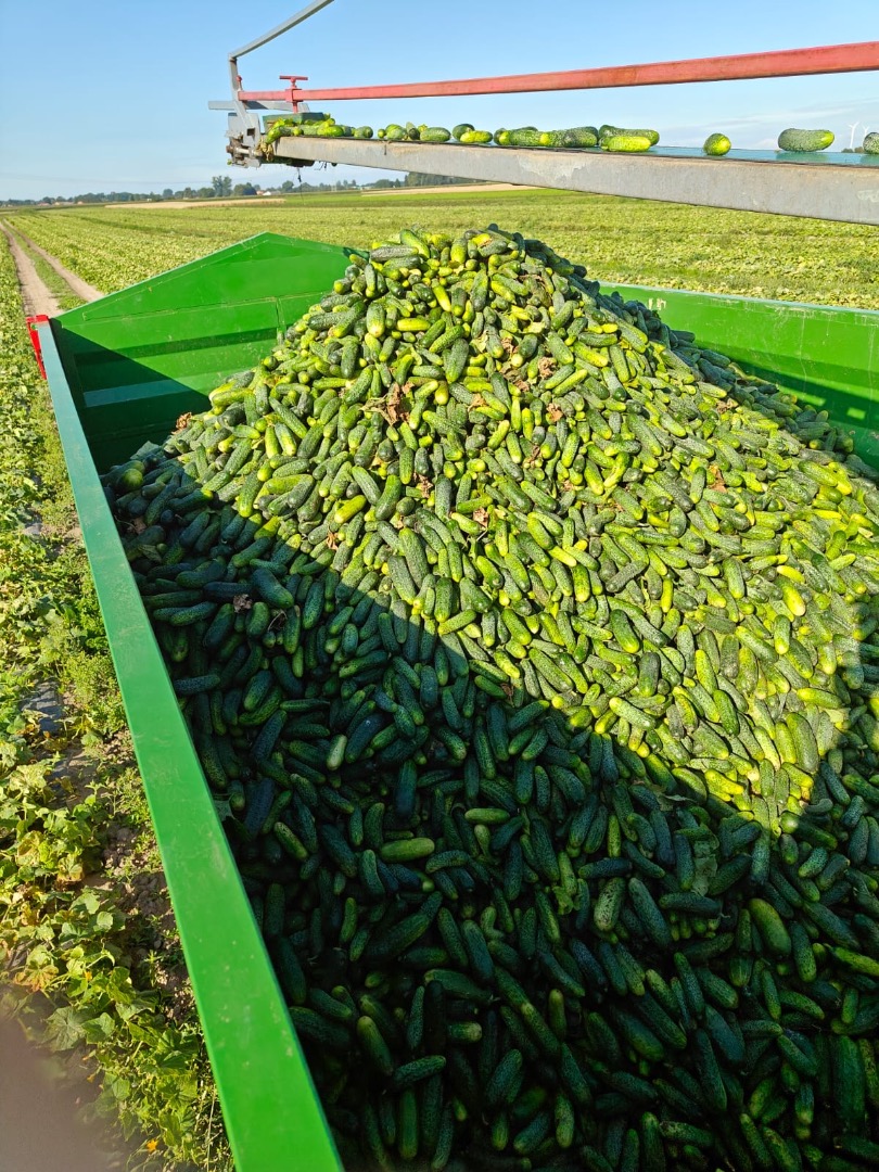 I'm selling 9-12cm field cucumbers, 3-4 tons per day, harvested daily