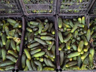 Field cucumbers