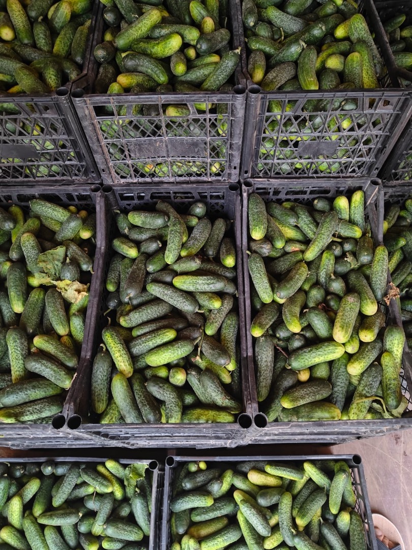 Field cucumbers