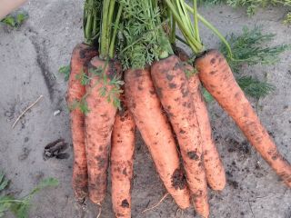 I will sell carrots, size 4+, healthy, long, truck