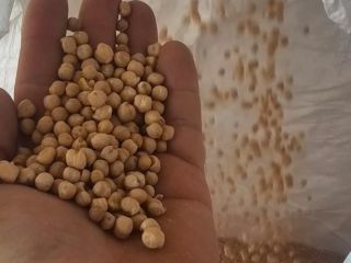 Chickpea harvest 2025