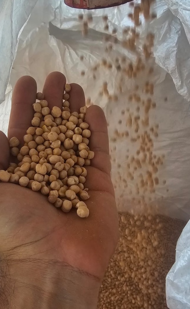 Chickpea harvest 2025
