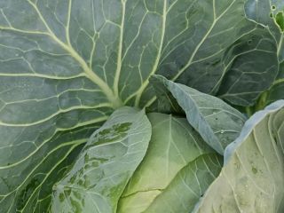 I am selling shredded cabbage or cabbage heads, varieties
