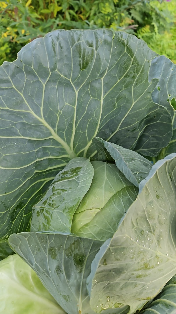 I am selling shredded cabbage or cabbage heads, varieties for cabbage rolls and pickling