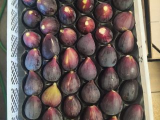 I'm selling packaged and refrigerated natural figs. If you're