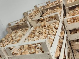 I will sell the edible boletus and the collared
