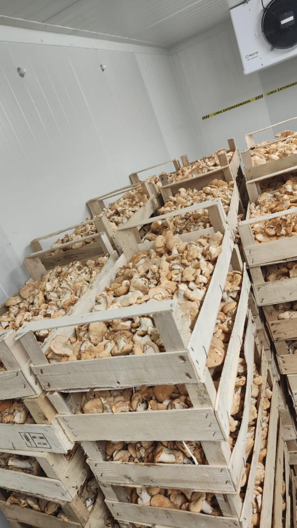 I will sell the edible boletus and the collared thorn mushroom