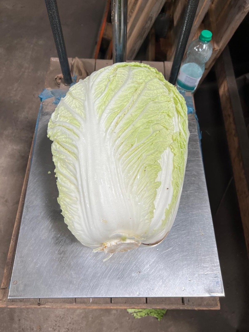I have industrial Chinese cabbage for sale, ranging from 2 kg to 5 kg