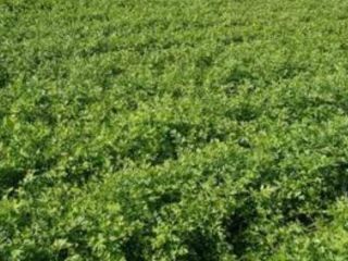 Hello, we are young farmers we have planted parsley,