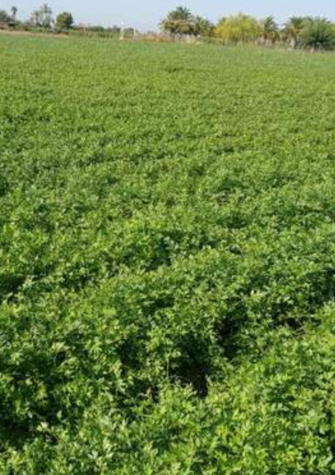 Hello, we are young farmers we have planted parsley, the box has 20 bunches or we can also sell it by the ton, my email is , for more information and details