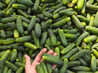 I'm selling bulk field cucumbers. 1-10 tons per day.