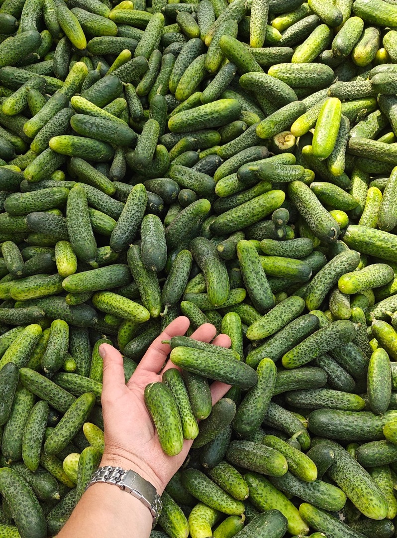 I'm selling bulk field cucumbers