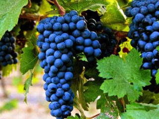 We have select Primitivo, Falanghina, and Aglianico grapes, grown