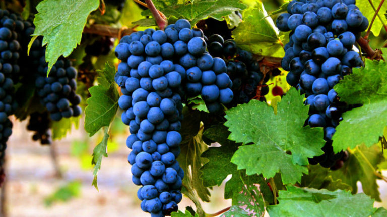 We have select Primitivo, Falanghina, and Aglianico grapes, grown organically, ideal for producing Falerno del Massico DOC