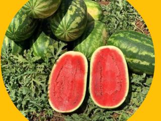 I sell watermelons directly from our harvest. Approximately 30-40
