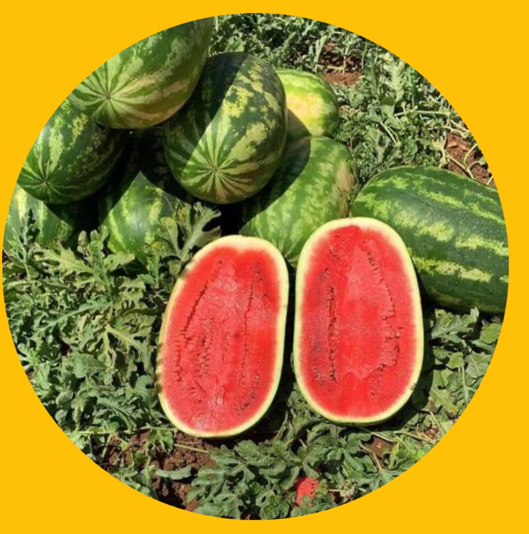 I sell watermelons directly from our harvest