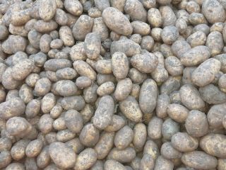 For sale: 250 tons of Fontane potatoes, class 35+.