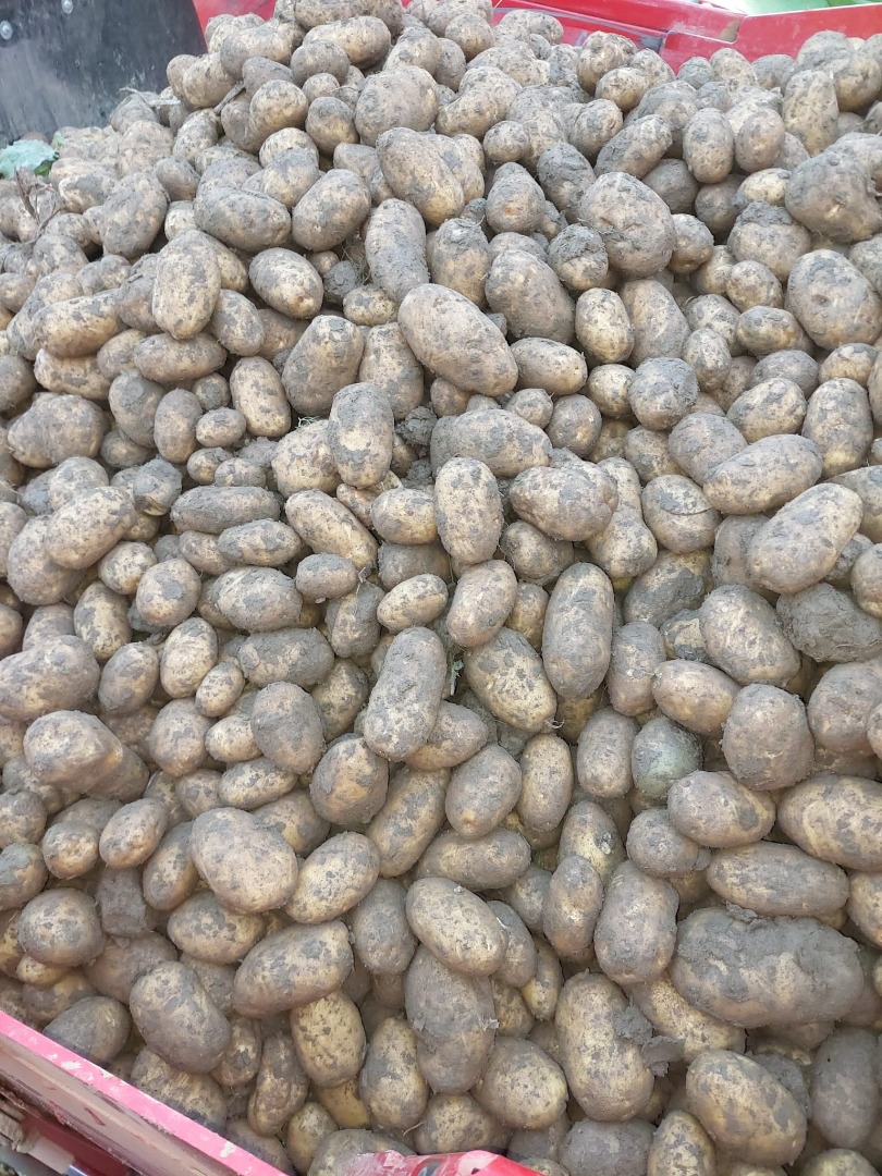 For sale: 250 tons of Fontane potatoes, class 35+