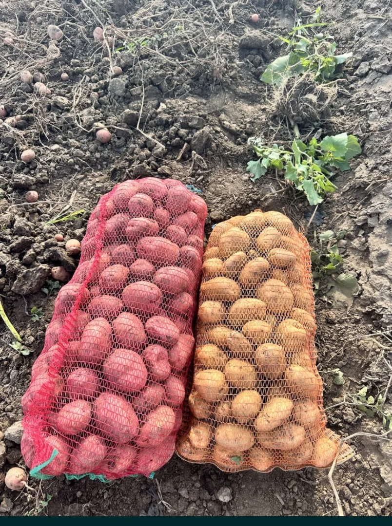 Available for sale approximately 40 tons of white and red potatoes! The price is negotiable depending on the quantity and the price of the day
