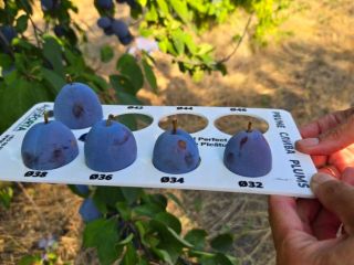 Stanley Plums – Sweet Taste of Moldova! Juicy, sweet,