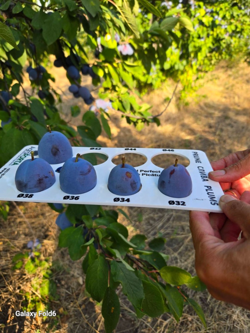 Stanley Plums – Sweet Taste of Moldova! Juicy, sweet, and full of flavor – our Stanley plums are picked at the perfect moment to bring you the best nature has
