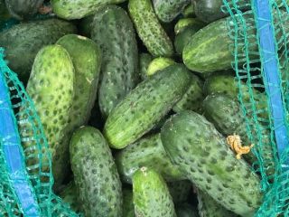 Daily harvest is approximately 120-150 kg