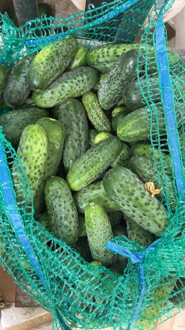 Daily harvest is approximately 120-150 kg