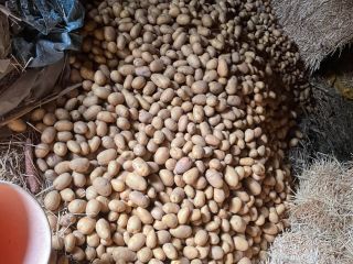I am selling potatoes of the Soraya variety, I
