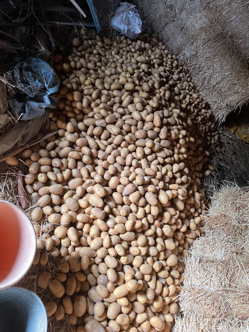 I am selling potatoes of the Soraya variety, I have about 3 tons available