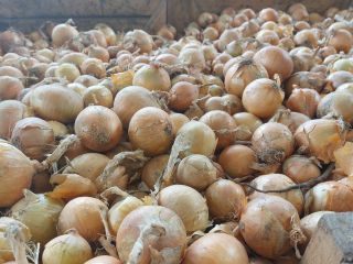 I WILL SELL ONIONS, CALIBER 4.5+ / 7. CAN