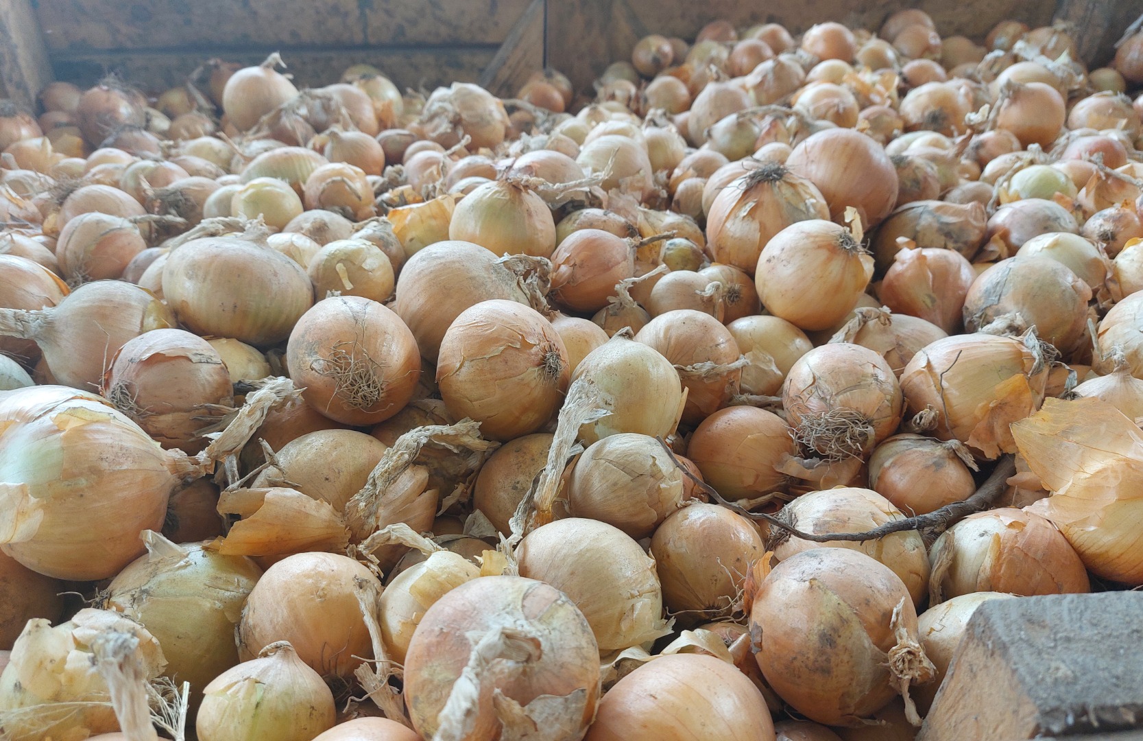 I WILL SELL ONIONS, CALIBER 4.5+ / 7