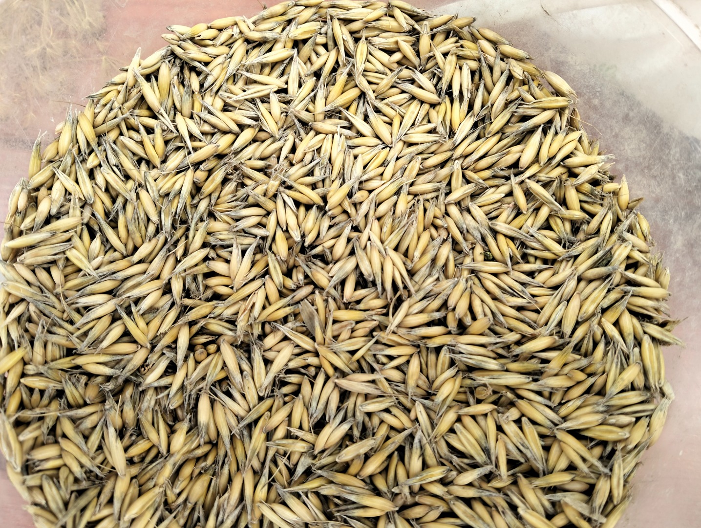 I will sell oats from the 2025 harvest, bingo variety, quantity approx