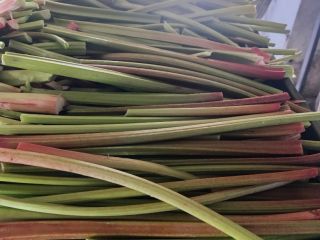 I have a large quantity of rhubarb of the