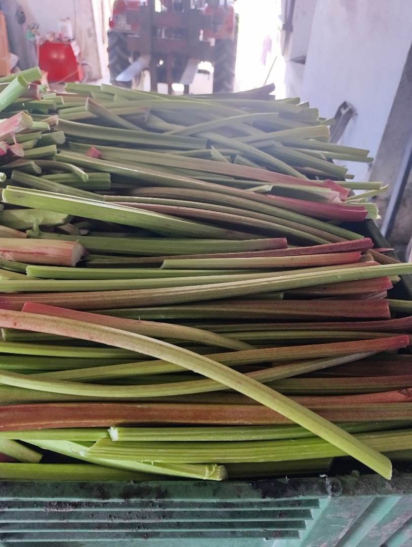 I have a large quantity of rhubarb of the Leader variety for sale