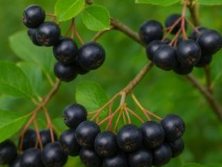 Hello, I'm selling hand-picked chokeberries. No fertilizers were used