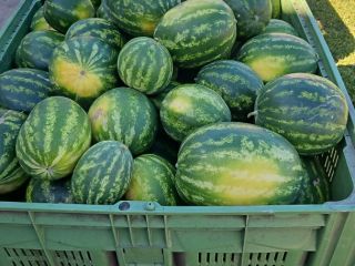 Polish watermelon varieties for sale: Melia and Tigrimini. Available