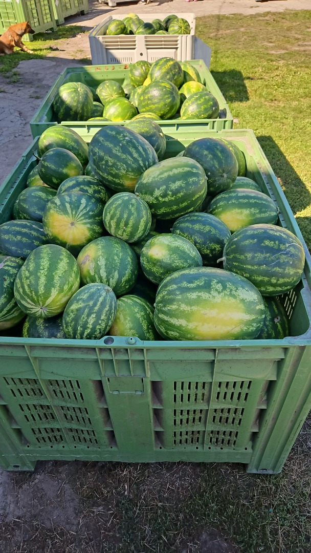 Polish watermelon varieties for sale: Melia and Tigrimini